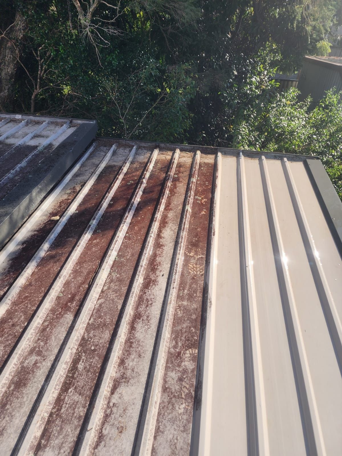 Metal roof photographed mid-clean, cleaned sheets beside lichen-stained sheets